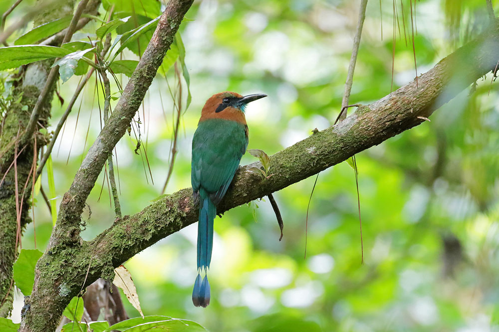 Broad-billed Motmot